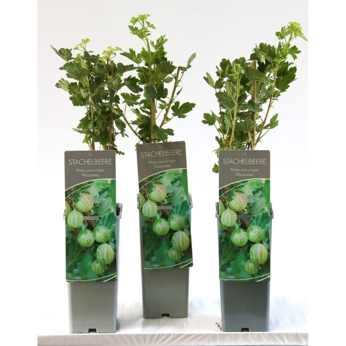 Krusbär – Ribes uva-crispa 'Mucurines' - C2 30-40 CM